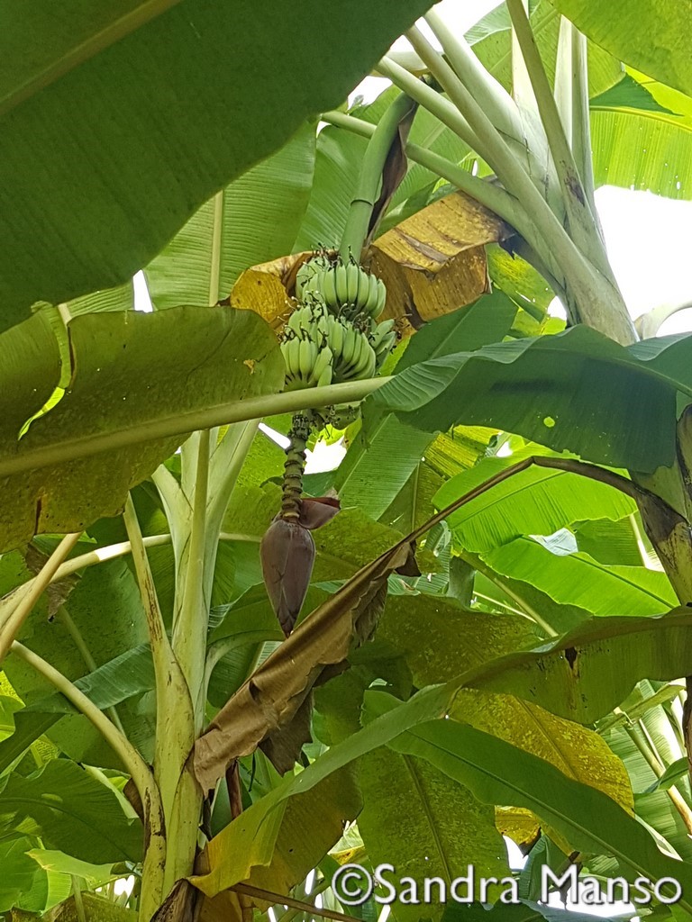 thaïlande régime banane fleur