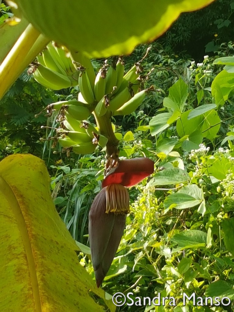 thaïlande fleur bananier
