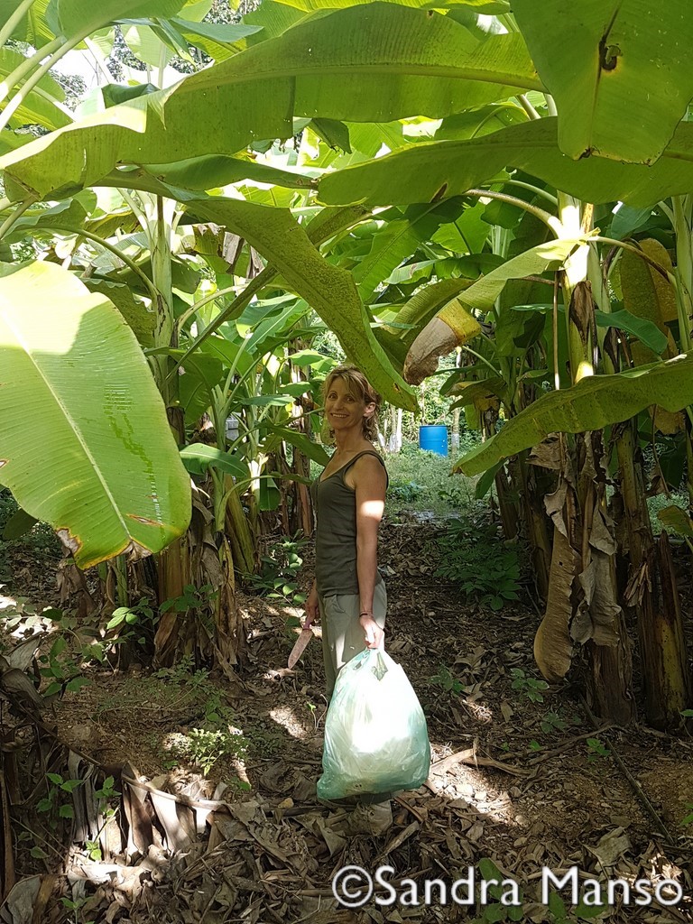 thaïlande bananeraie ballade