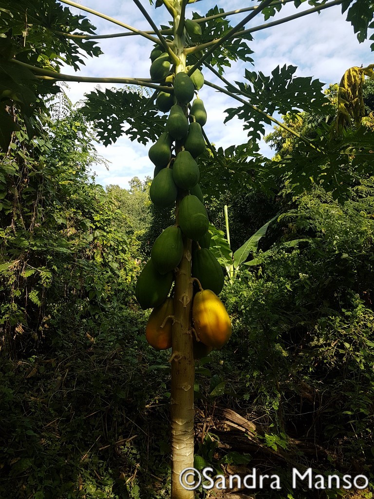 thaïlande papayer fruit papaye