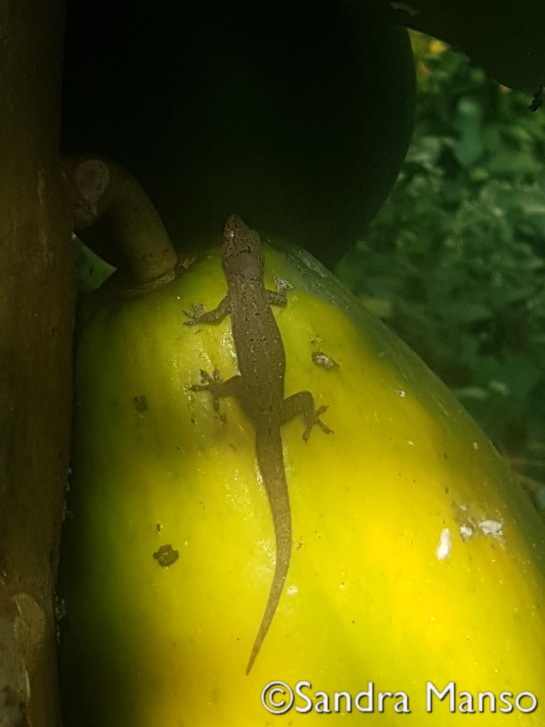 thaïlande papaye lézard farceur