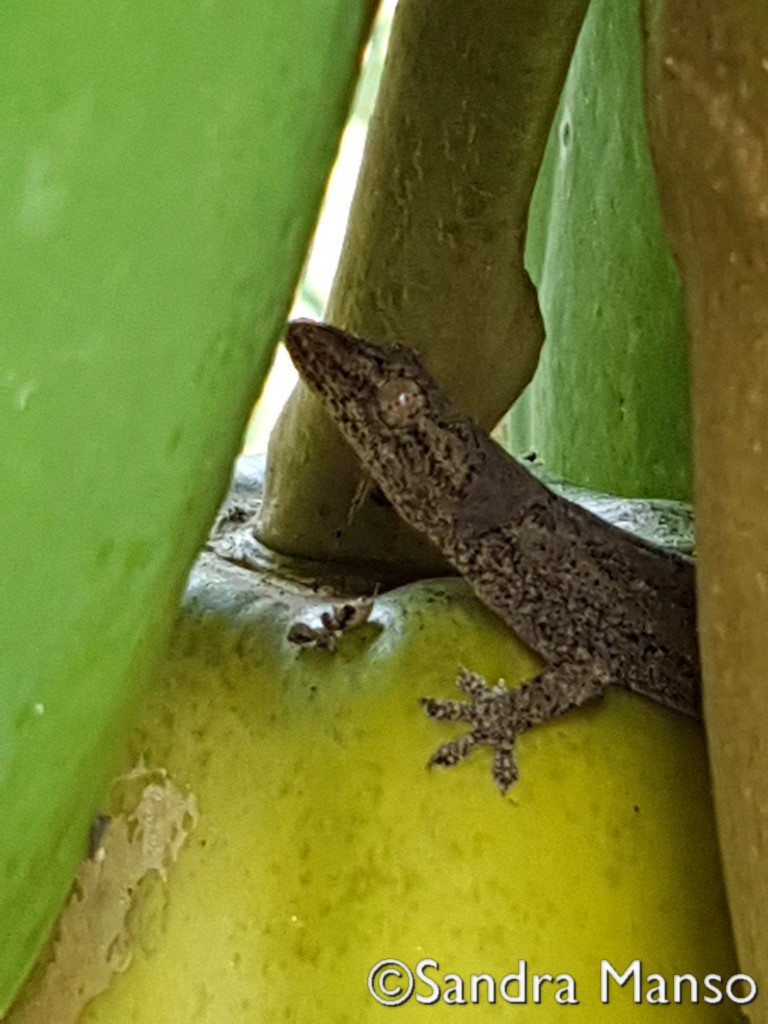 thaïlande lézard farceur papayer