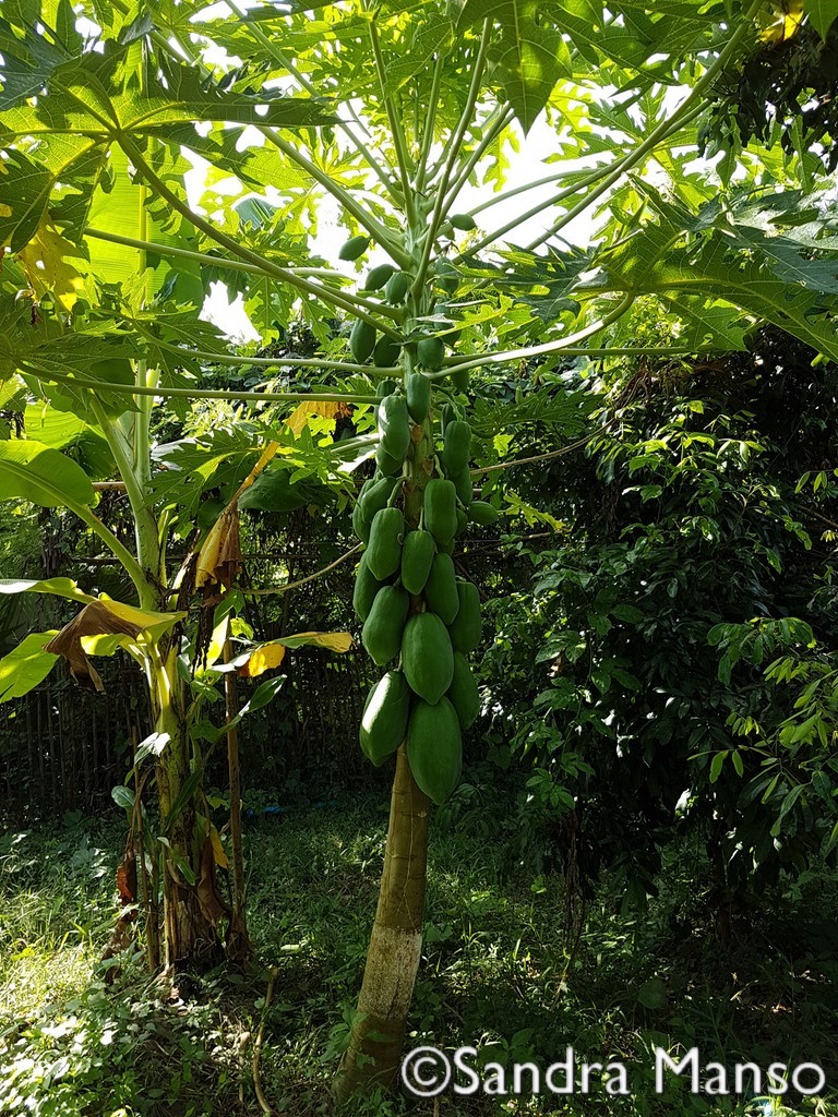 thaïlande papayer fruit papaye