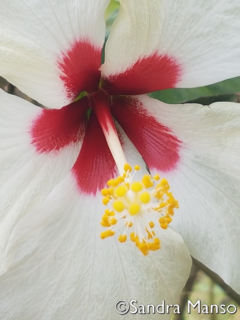 thaïlande hibiscus blanc