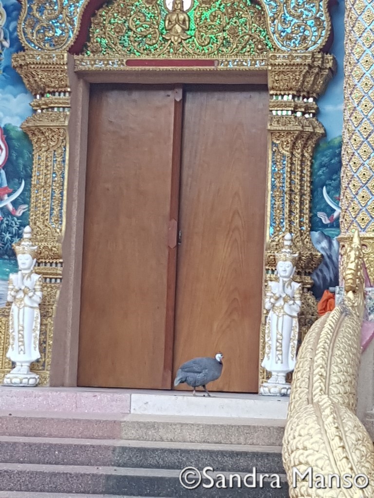 thaïlande wang luang visite temple femelle pan