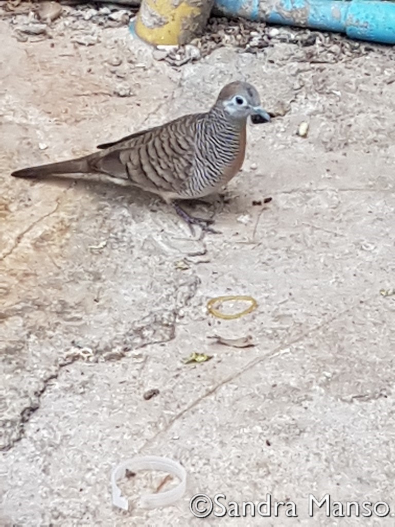 thaïlande oiseau Tourterelle 