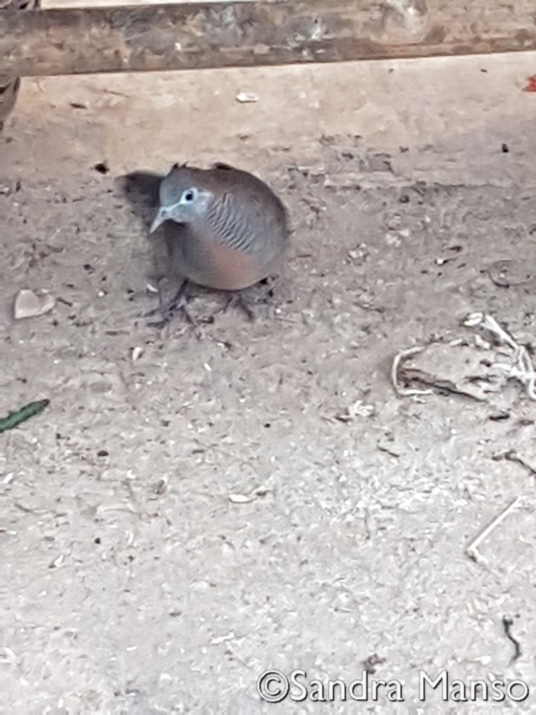 thaïlande oiseau tourterelle