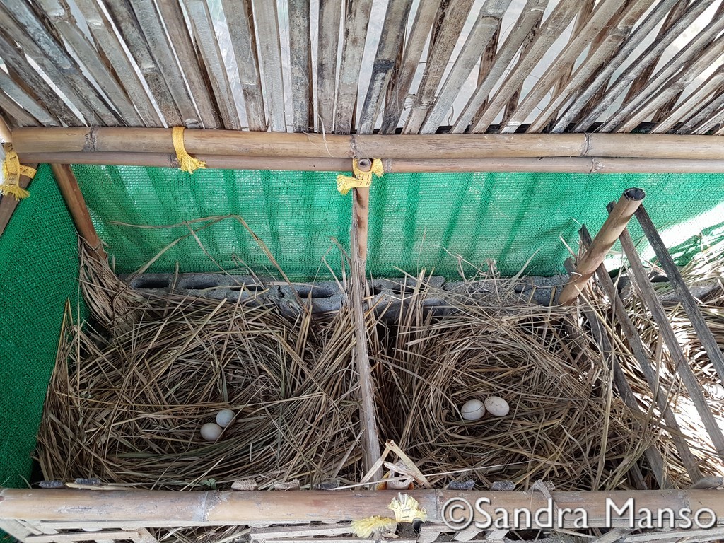 thaïlande nid poulailer canard