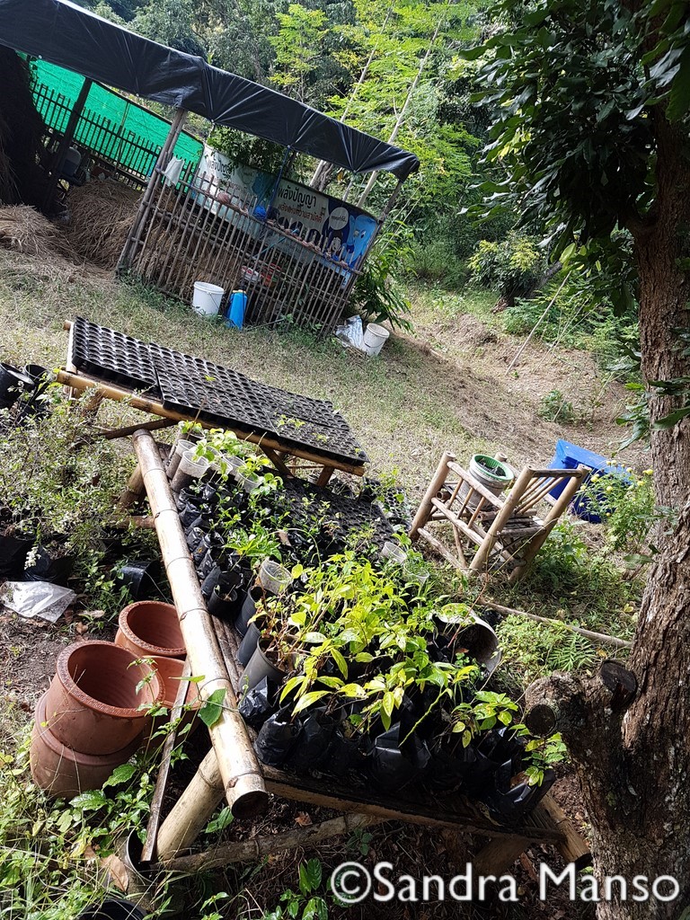 thaïlande naissance bébé plante planton