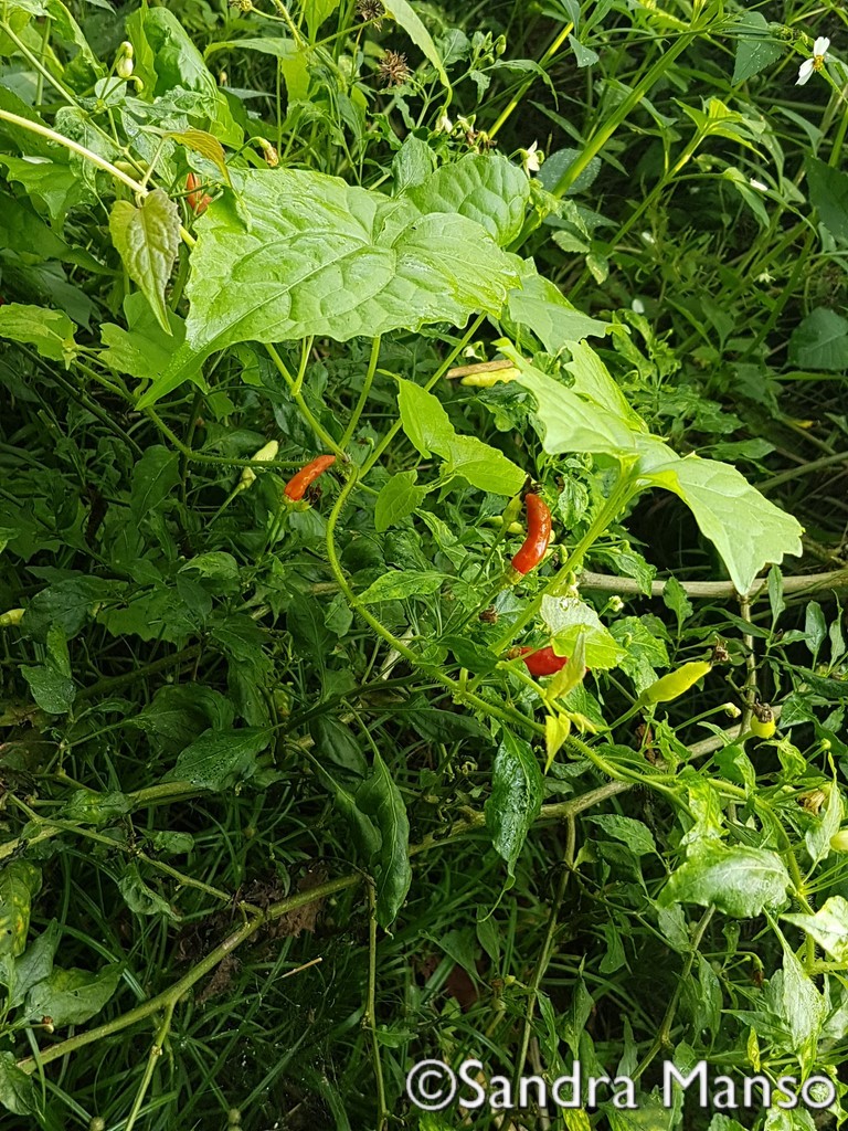 thaïlande piment rouge