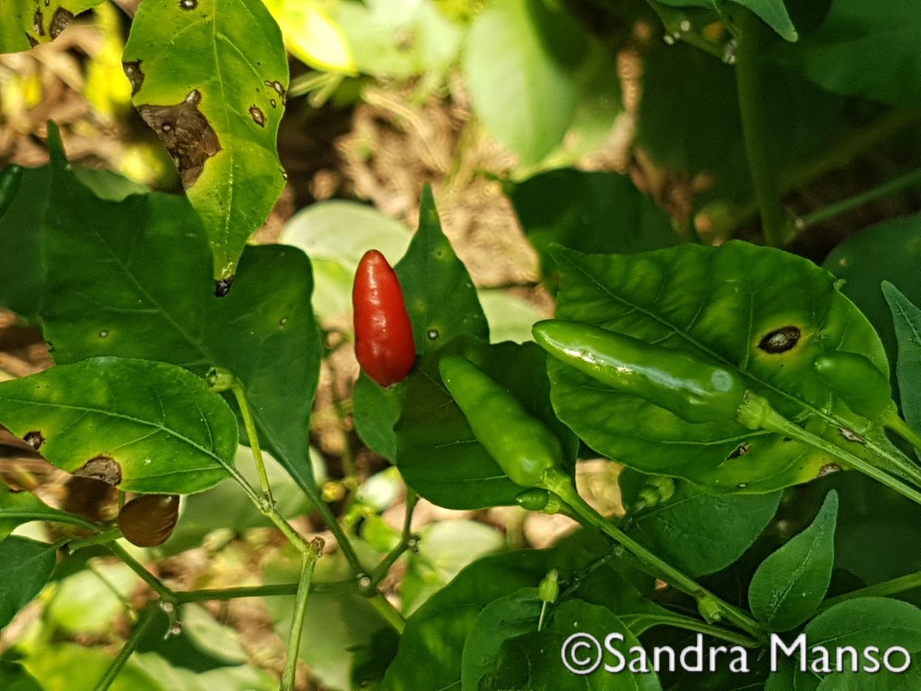 thaïlande piment rouge