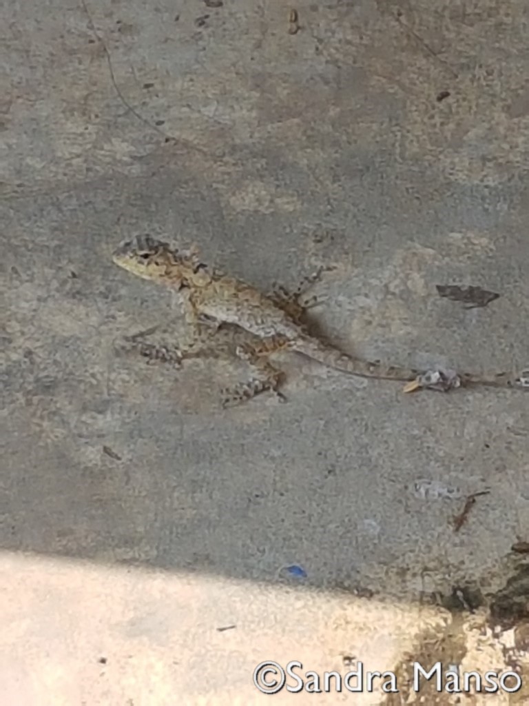 thaïlande lézard