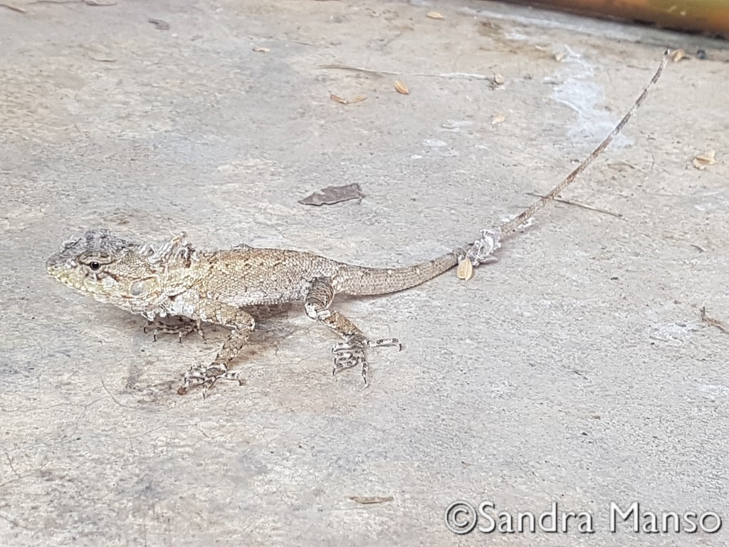 thaïlande lézard