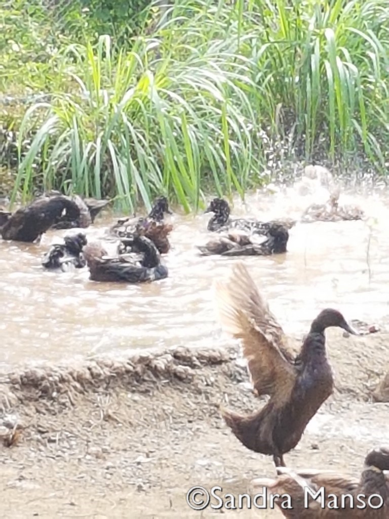 thaïlande eau rizière canard