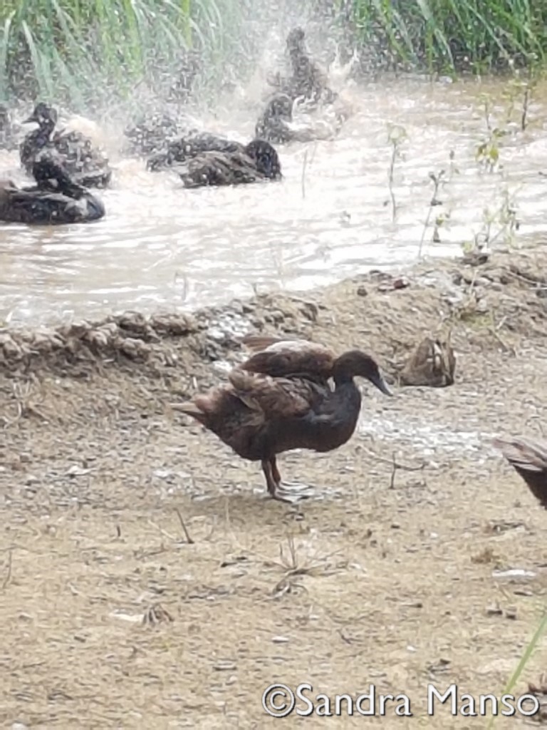 thaïlande eau rizière canard