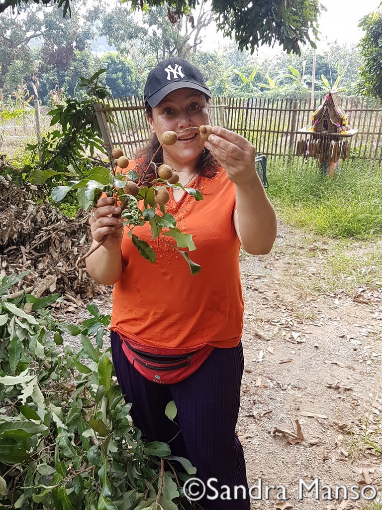 thaïlande longane