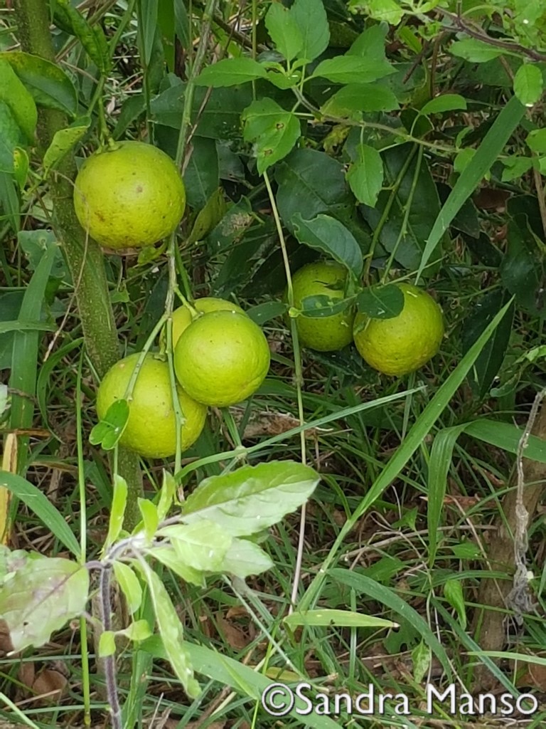 thaïlande arbre citronnier