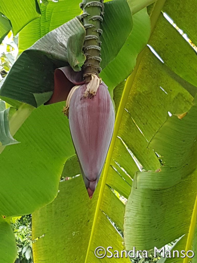 thaïlande fleur de bananier