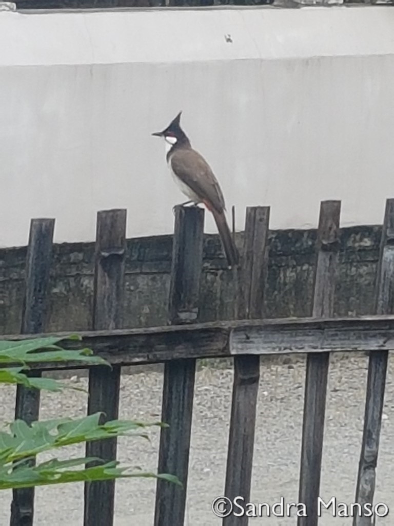 thaïlande oiseaux chapeau poitu