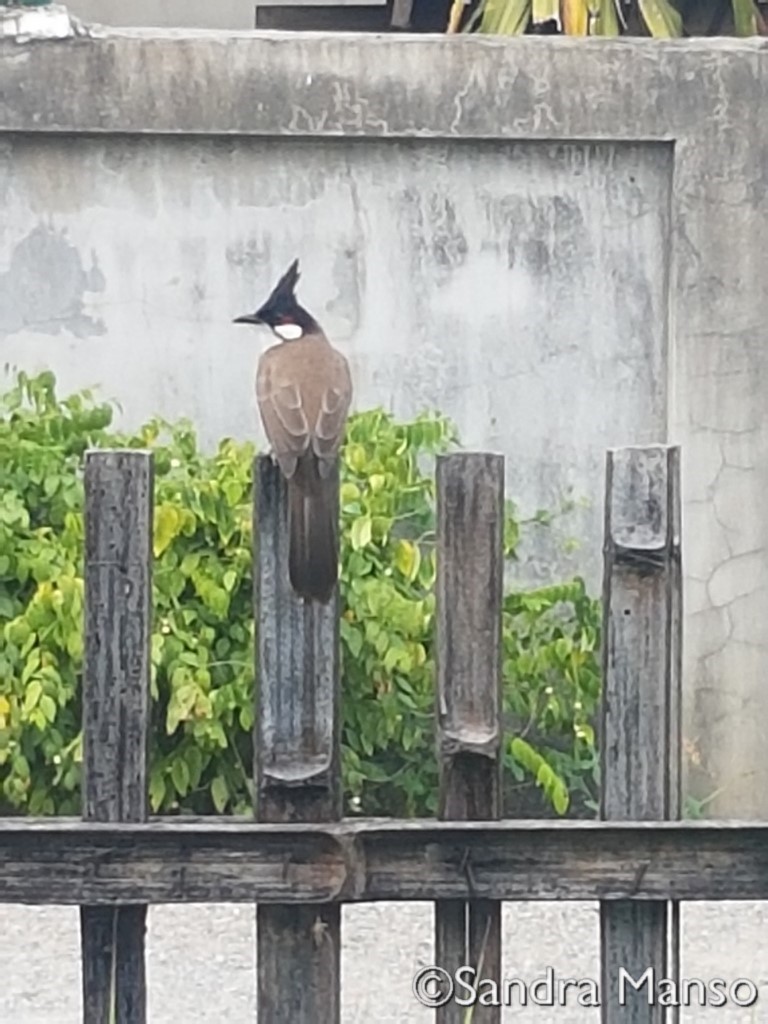 thaïlande oiseaux chapeau pointu