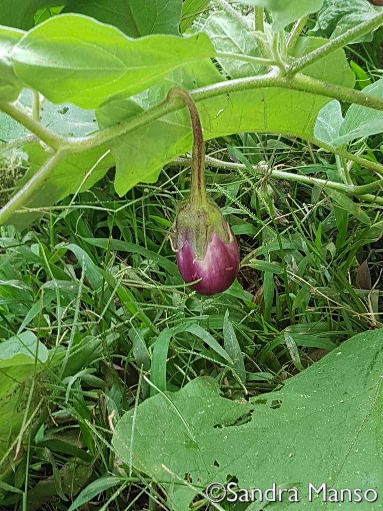 thaïlande aubergine