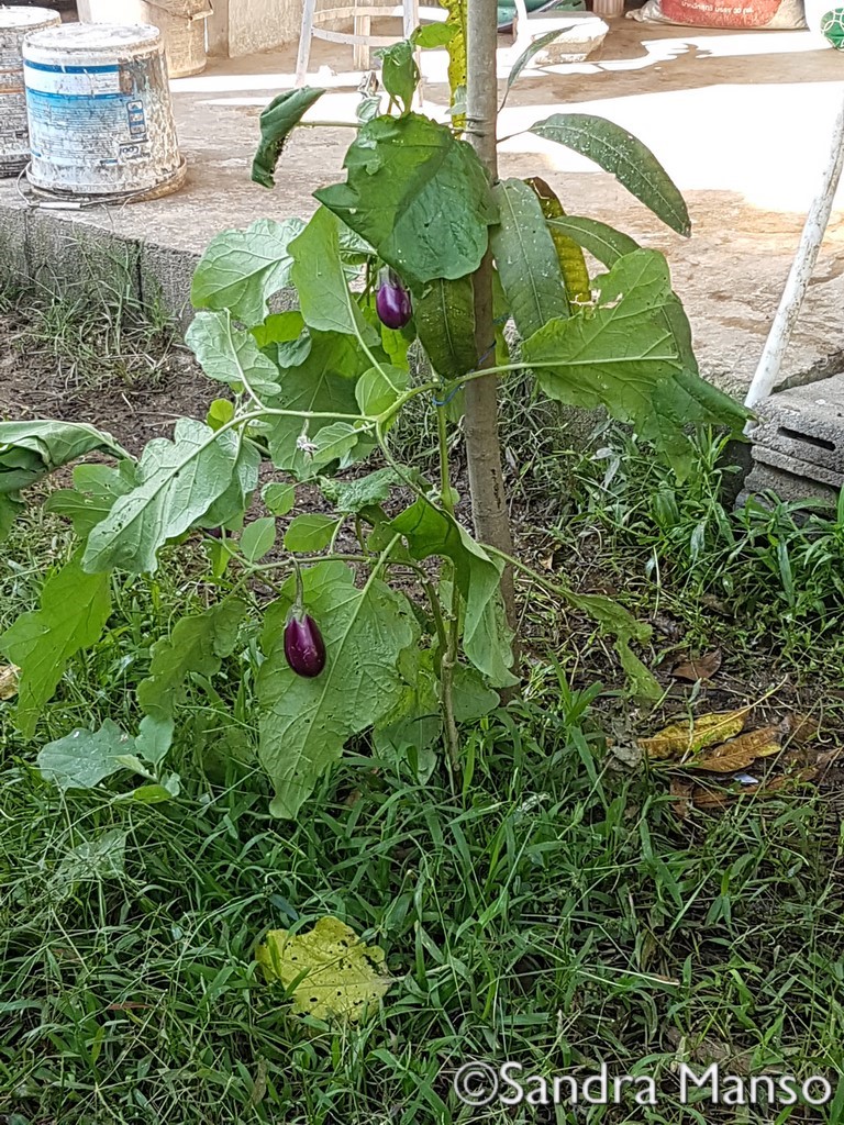 thaïlande aubergine