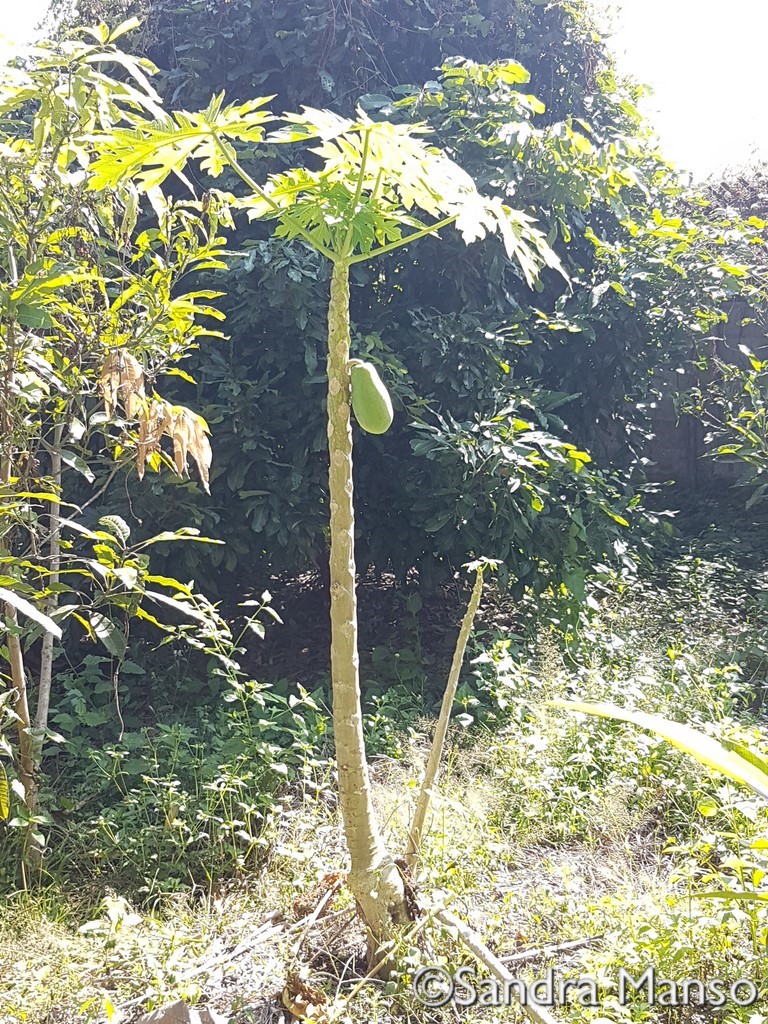 thaïlande papayer