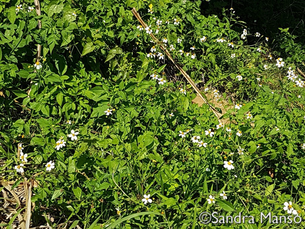 thaïlande mauvaises herbes