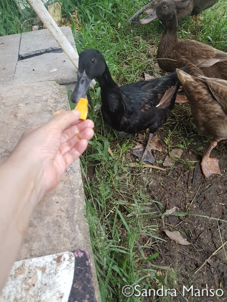 thaïlande canard