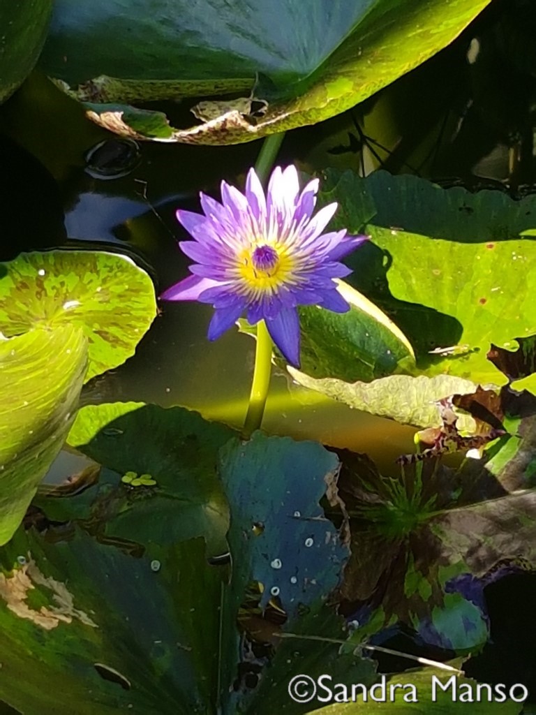 thaïlande lotus mauve