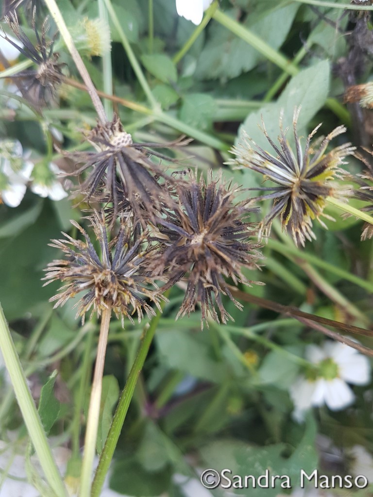 thaïlande mauvaises herbes