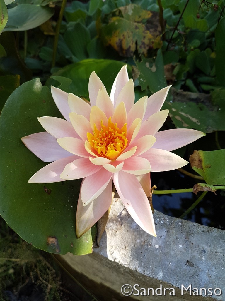 thaïlande lotus rose ouvert