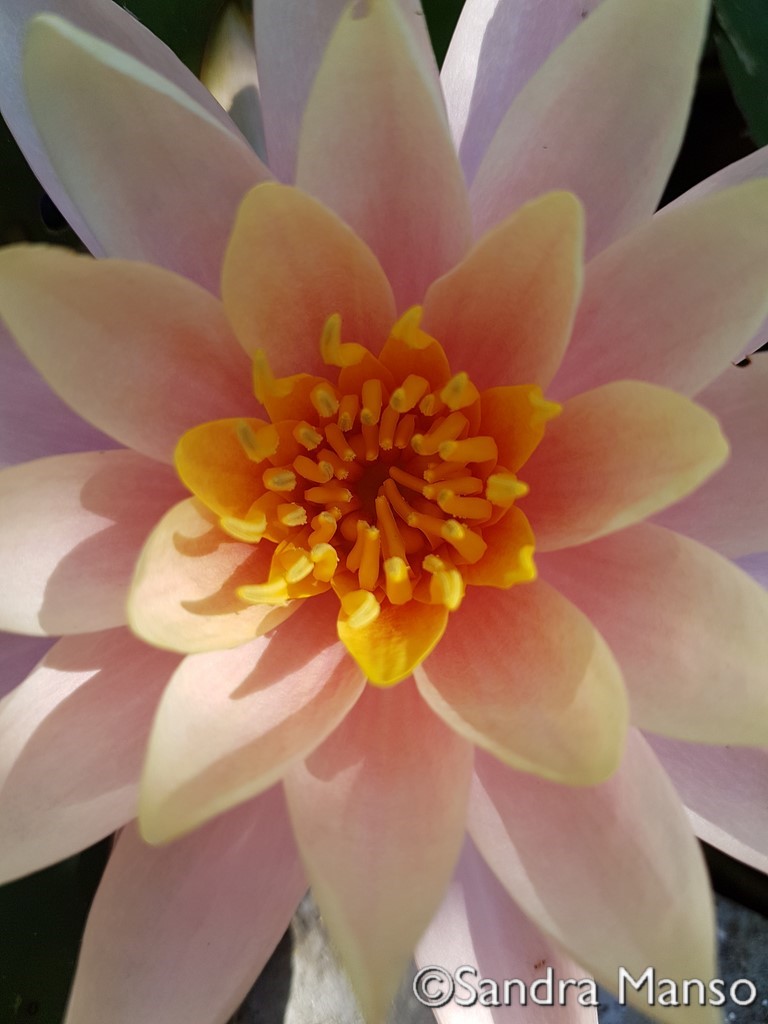 thaïlande lotus rose