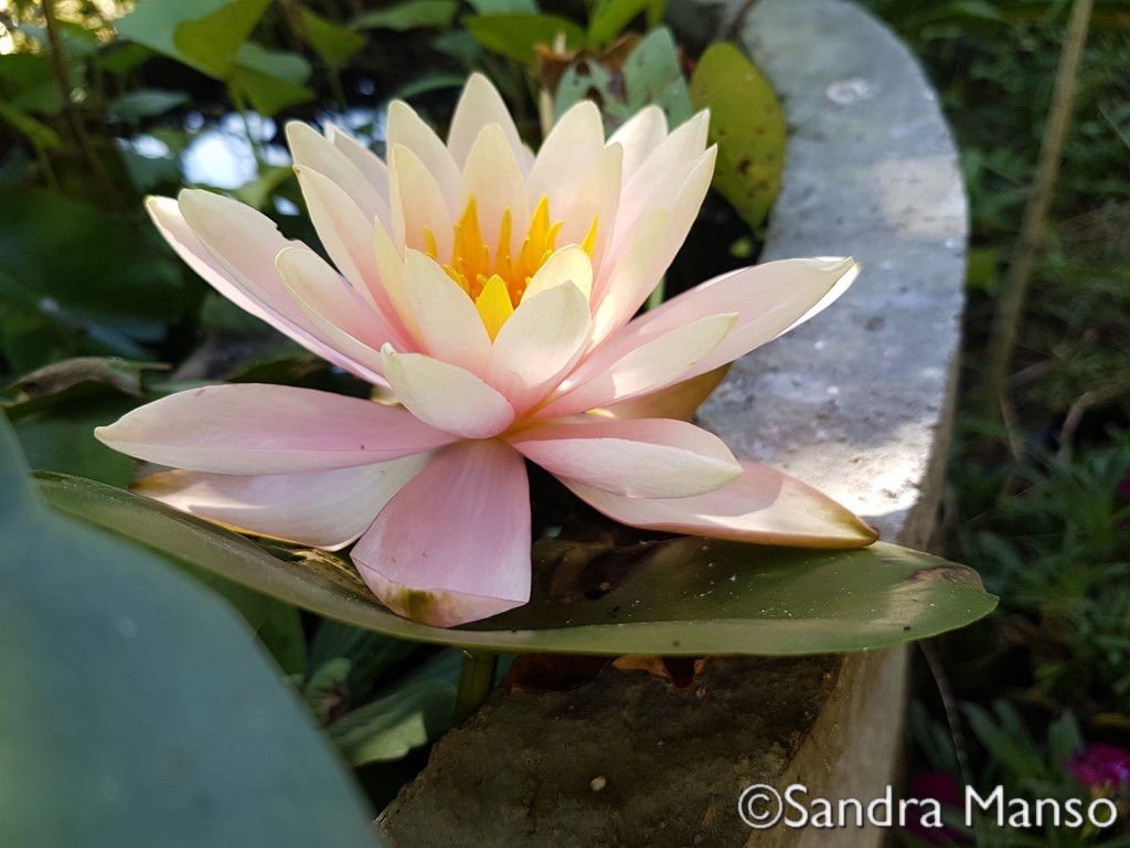 thaïlande lotus rose