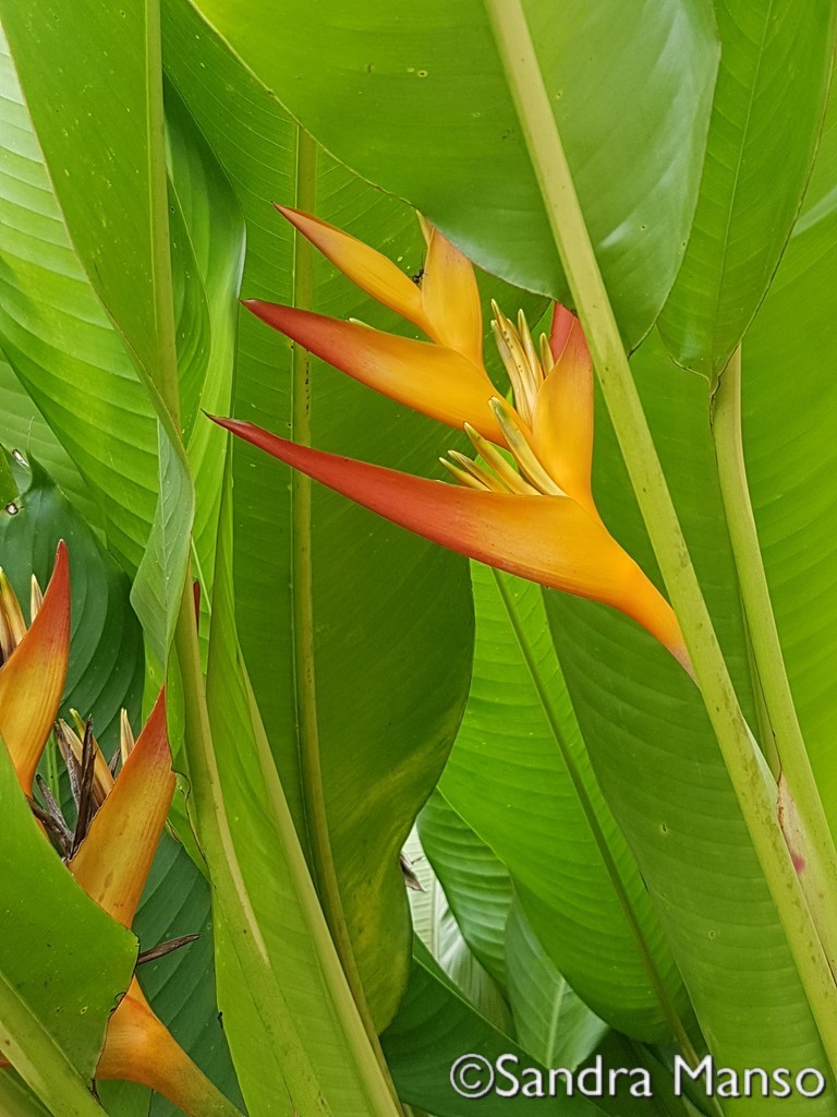 thaïlande fleur du paradis