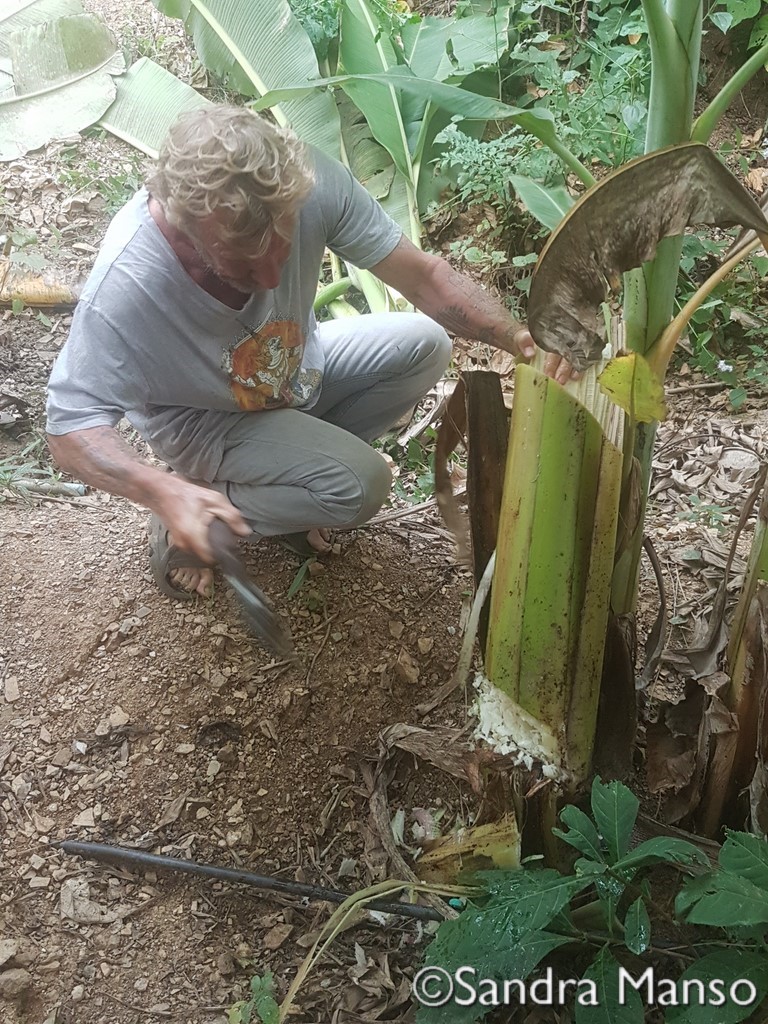 thaïlande découpe bananier