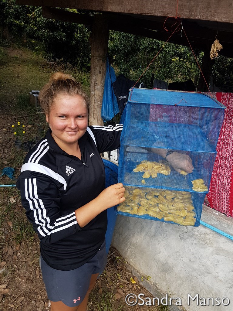 thaïlande jakfruit séchage