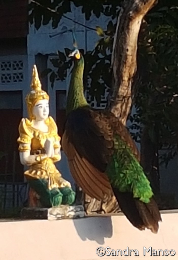 thaïlande paon bouddha temple