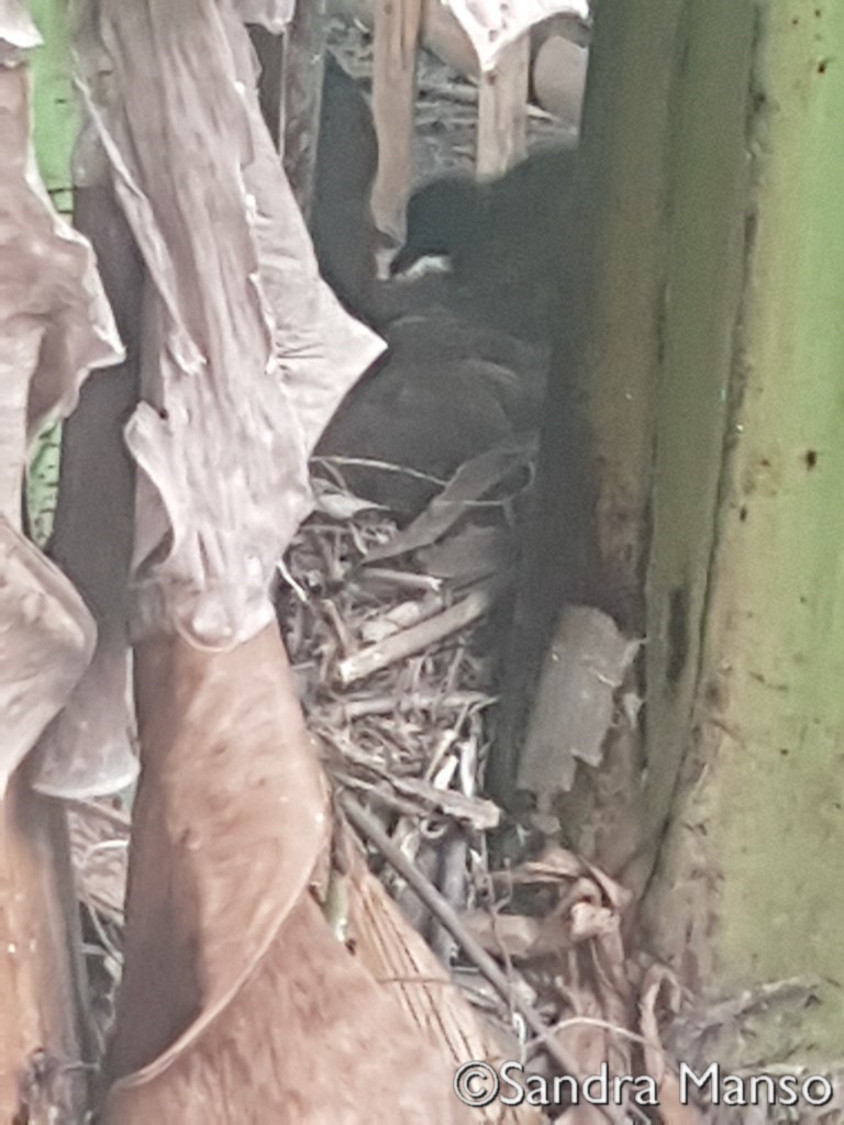 thaïlande naissance canard nid