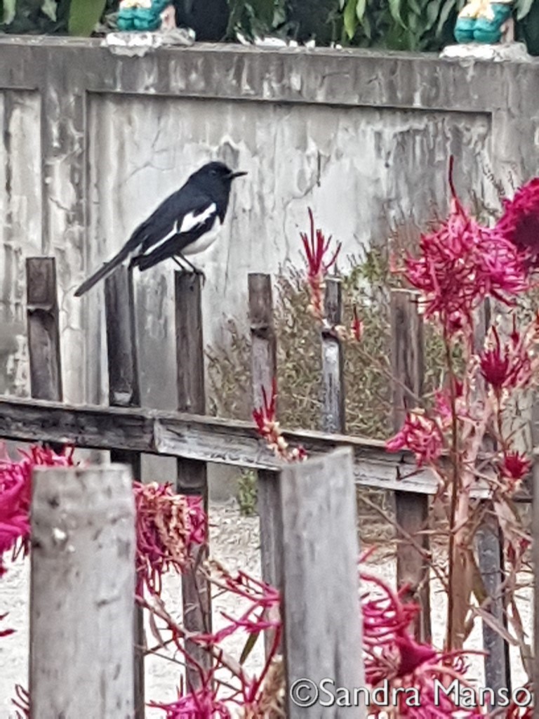 thaïlande oiseau