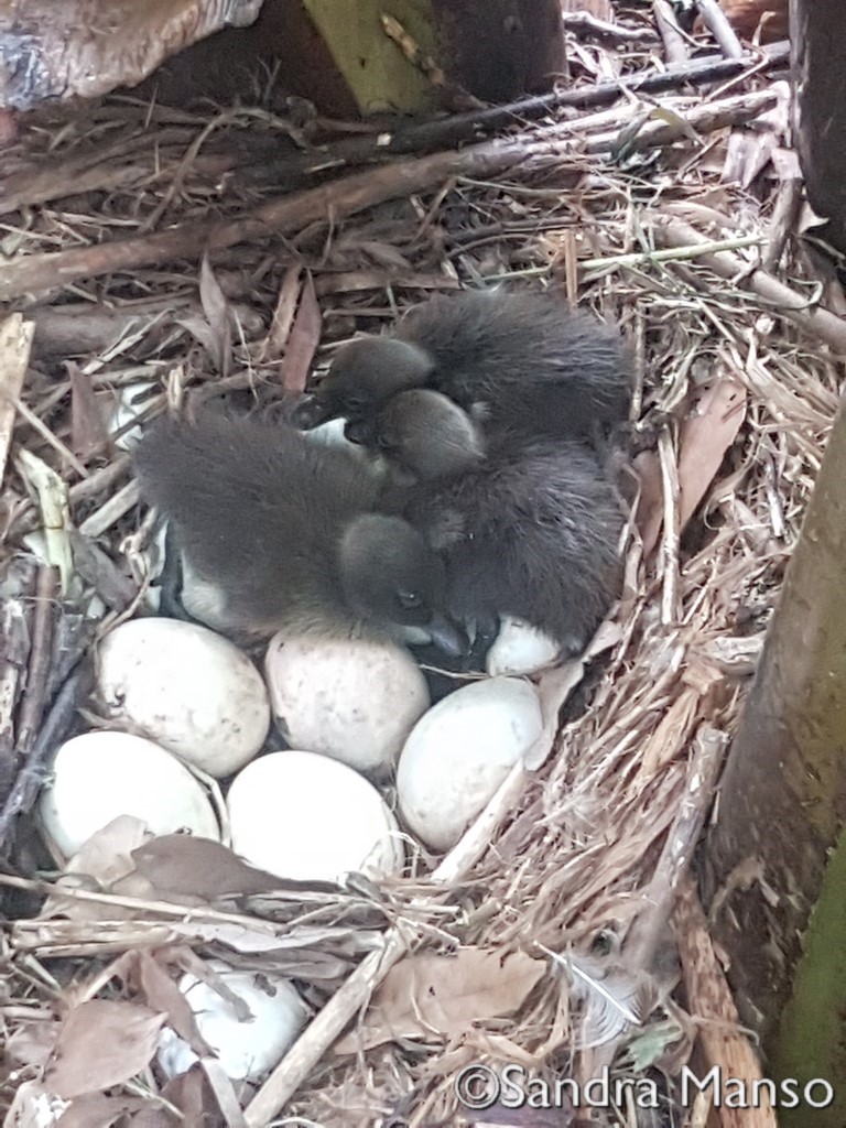 thaïlande naissance canneton nid oeuf