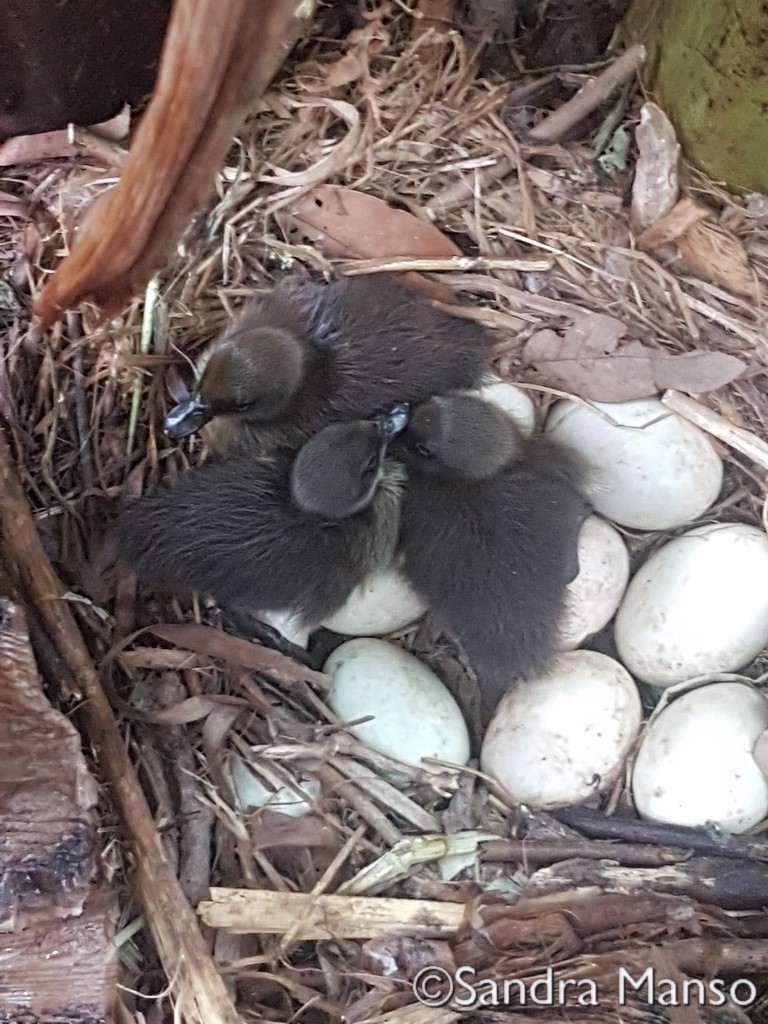 thaïlande naissance canneton nid oeuf