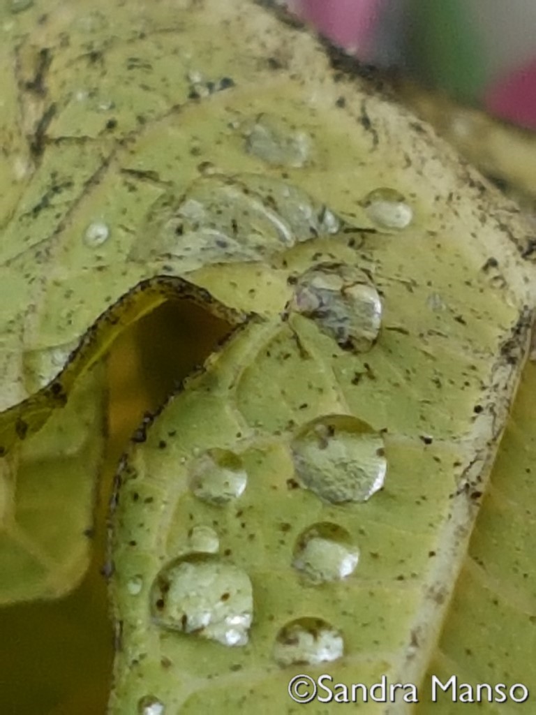 thaïlande goutte eau