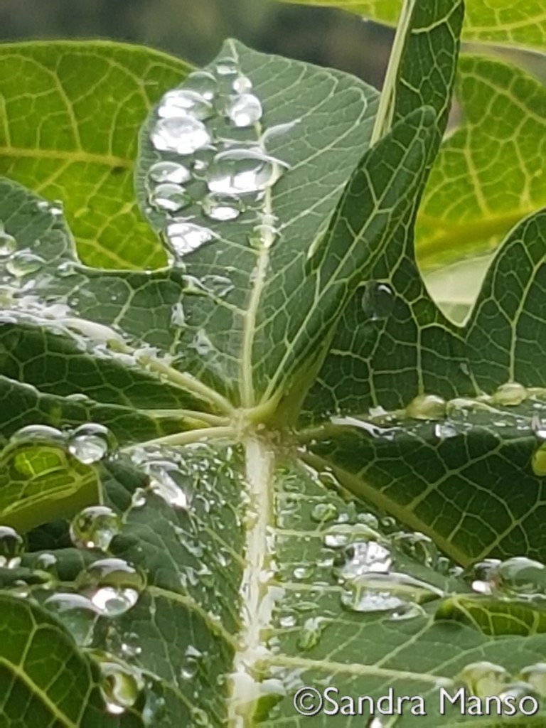 thaïlande goutte eau