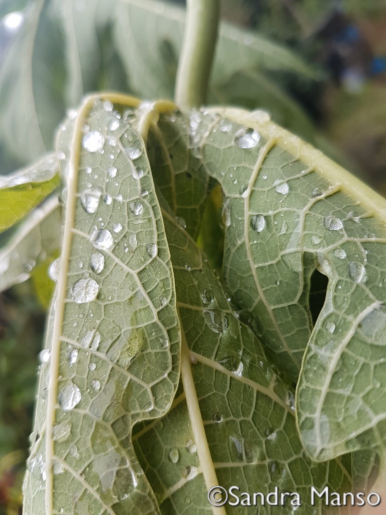 thaïlande goutte eau