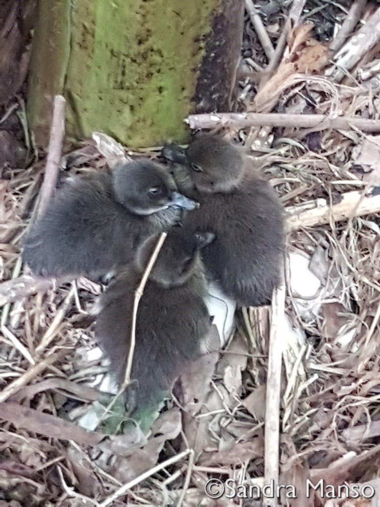 thaïlande naissance canneton nid oeuf