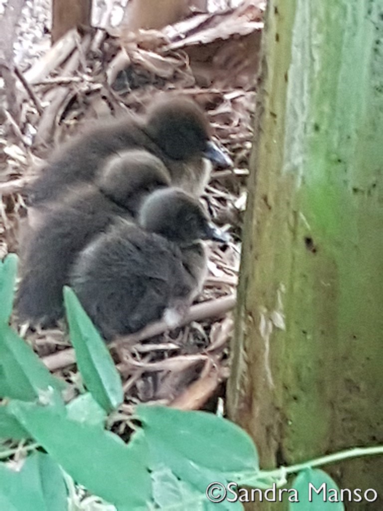 thaïlande naissance canneton nid oeuf