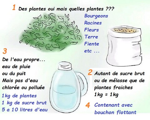 jus de plante fermentée principes de base