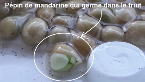 pépin de mandarine qui germe dans le fruit