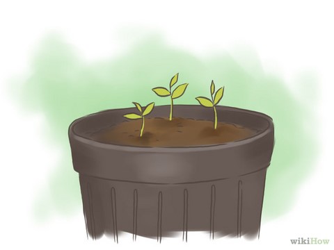 jeune pousse dans un pot